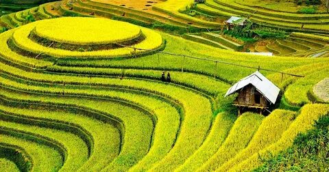 Hotspot Matrix: Biến Loài cá kỳ lạ nhất châu Phi: thành cơ hội marketing đột phá_Ý tưởng sáng tạo nội dung